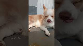 sesión de fotos #chihuahua #topito