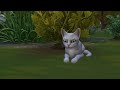Marking Territory |Warrior Cats Sims 4 |Sunlit Echo 24