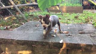 Ruby's first jump!
