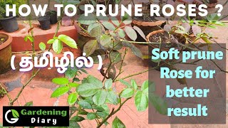 How to soft prune rose bush explained in Tamil. Tips to prune rose plant. - தமிழ் வீடியோ screenshot 4