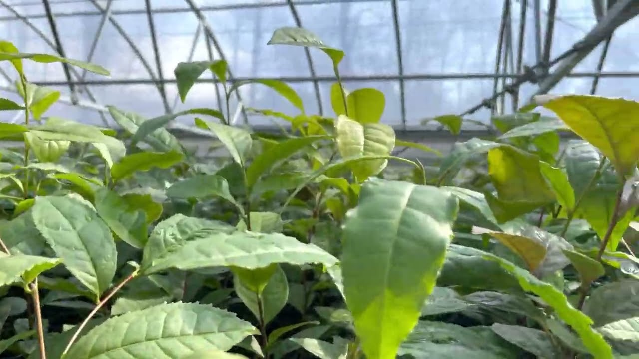 Behind the scenes (greenhouse).  Shade vs sun in tea seedlings