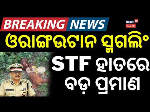 STF ହାତରେ ବଡ଼ ପ୍ରମାଣ! Orangutan Smuggling Probe Intensifies | Odisha STF Gets Major Clues From Digha