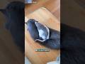 kucing #cat #cats #kucing #kucinglucu #kucingimut #cute #cutecat #catshorts #funnyshorts