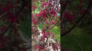 видео: Яблоня декоративная Хелена #сад #сады #яблоня #яблоняхелена #декоративнаяяблоня #дача #дачники картинка: Яблоня декоративная Хелена #сад #сады #яблоня #яблоняхелена #декоративнаяяблоня #дача #дачники