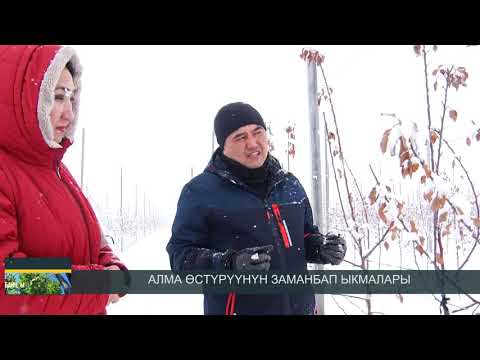 Video: Алма кургатуу ыкмалары