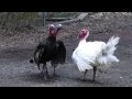 Tom Tom Turkey meets the Wild Bunch