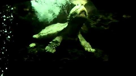 Giant snapping turtle at the Cincinnati Zoo
