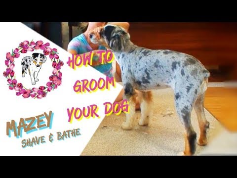 how-to-groom-a-dog--|-shave-and-bathe-an-aussie