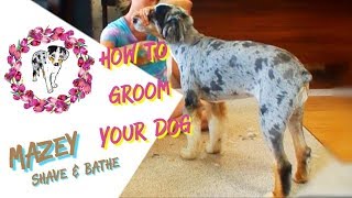 How To Groom A Dog  | Shave and Bathe an Aussie