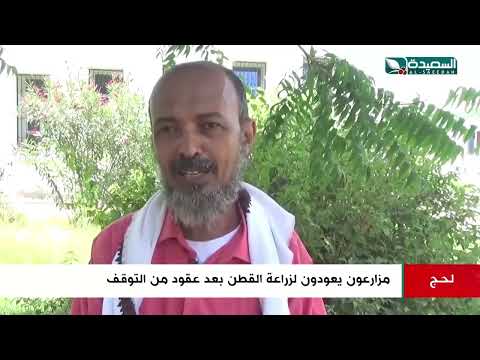 بعد عقود من التوقف في لحج... مزارعون يعودون لزراعة القطن