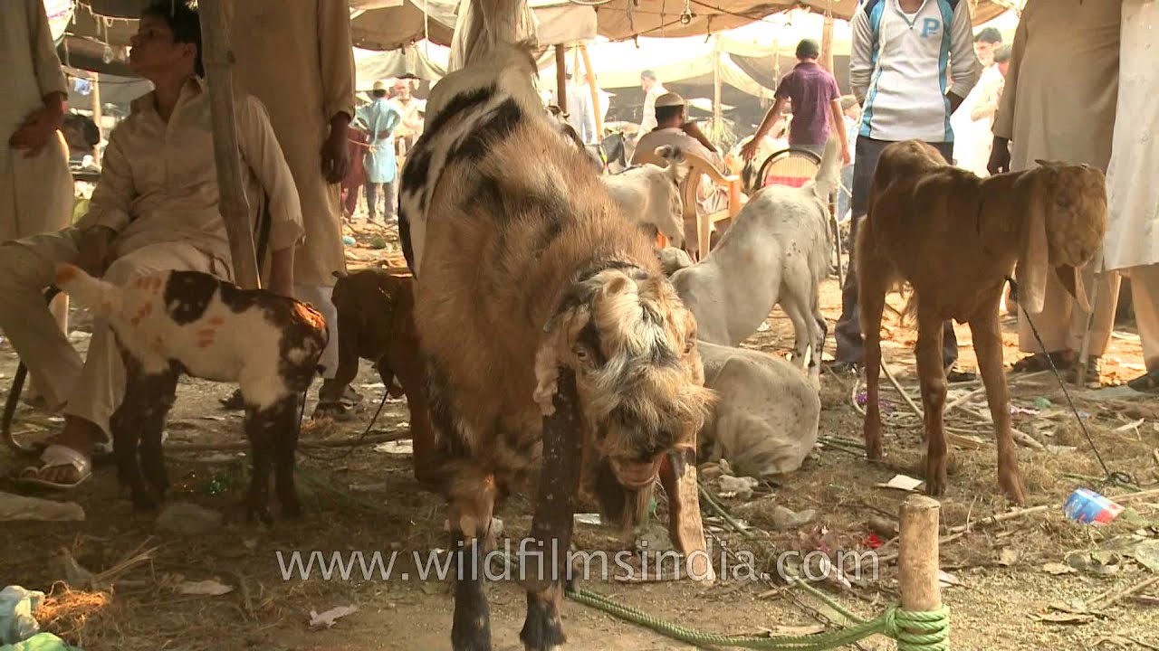 Goat Market for Bakri Eid near Jama Masjid, Old Delhi 