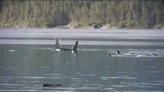 Northern Vancouver Island Orcas, Totems & Grizzly Bears with Bluewater Adventures