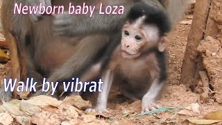 After was born a week a go, Newborn Baby Loza try learn walking with vibrate leg, Cutest baby monkey