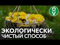 ✿ ОДУВАНЧИКИ ВМЕСТО ХИМИИ! Боремся с тлей, трипсами, паутинным клещом