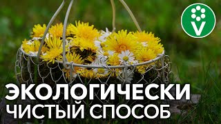 ✿ ОДУВАНЧИКИ ВМЕСТО ХИМИИ! Боремся с тлей, трипсами, паутинным клещом