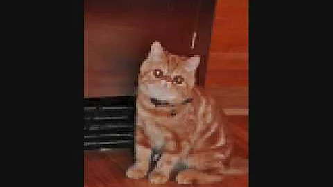 Video 1256001: exotic shorthair kitty, exotic shorthair cat, exotic kitten