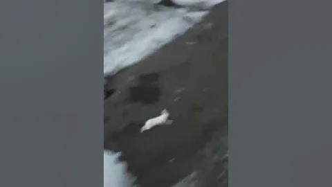 когда Заяц обгоняет поезд и уходит в точку...