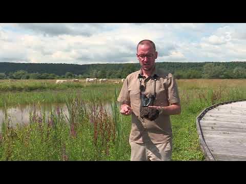 A la découverte de la tourbière d’Heurteauville (SeineMaritime) YouTube