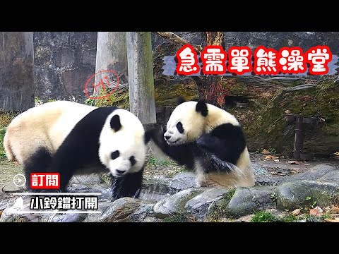 《熊貓早晚安》休想一熊獨佔澡堂 | iPanda熊貓頻道