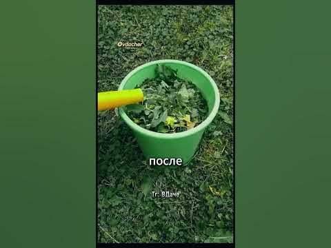 Народное и эффективное средство от тли, без химии 🤫 - YouTube