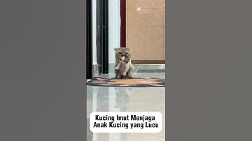 Lucunya si Kucing #cat #kucing #catlover #cats #kucinglucu #catlovers #catlovers