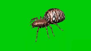 Green screen spider effect that MUST WATCH by everyone. Green screen scary spider.