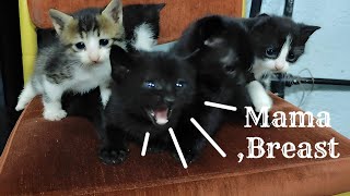 Innocent Kittens Want Breast and Food From Their Mother