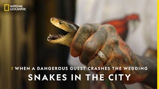 Hissing off Deadly Snakes | Snakes In The City | National Geographic