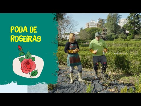 Poda de roseiras