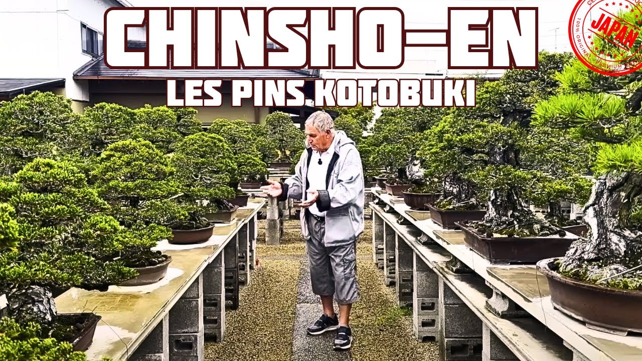 ЧИНСЁ-ЭН 中西珍松園 САД МАСТЕРА ЁИТИ НАКАНИСИ・盆栽 - Часть 1 🌱 НЭДЗИКАН БОНСАЙ 🌱