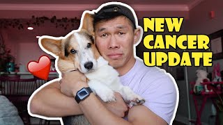 Update on My Corgi's New Cancer || Life After College: Ep. 751 by VlogAfterCollege 106,585 views 1 year ago 11 minutes, 23 seconds