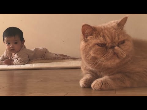 特集 猫に逃げられる赤ちゃん エキゾチックショートヘア エキゾチックロングヘア Youtube