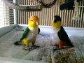 Caique parrots playing