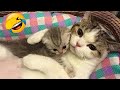 話題の面白い動物たち 😍🤣 2025年の最高に笑える犬と猫たちの動画 😹🐶