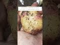 Harvested my Last Potatoes for 2022! #shorts #potato #potatoes