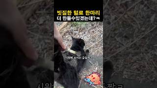 빗질한 털로 한마리 더 만들수있겠는데?ㅋㅋ