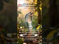 Самая длинная ядовитая змея в мире: Королевская кобра 🐍