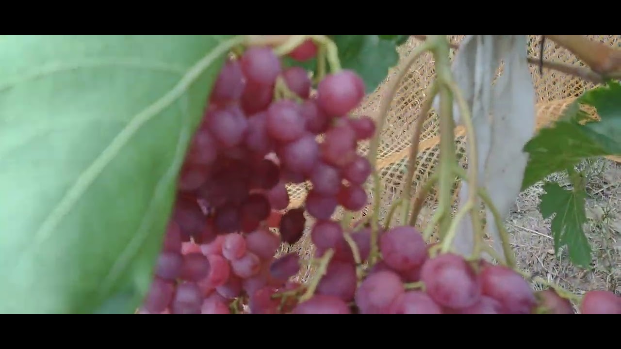 Veles aproape de maturitate