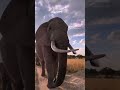 Zimbabwean Bush Elephants #elephants  #safari #wildlife #animal  #nature  #azimbowithadrone