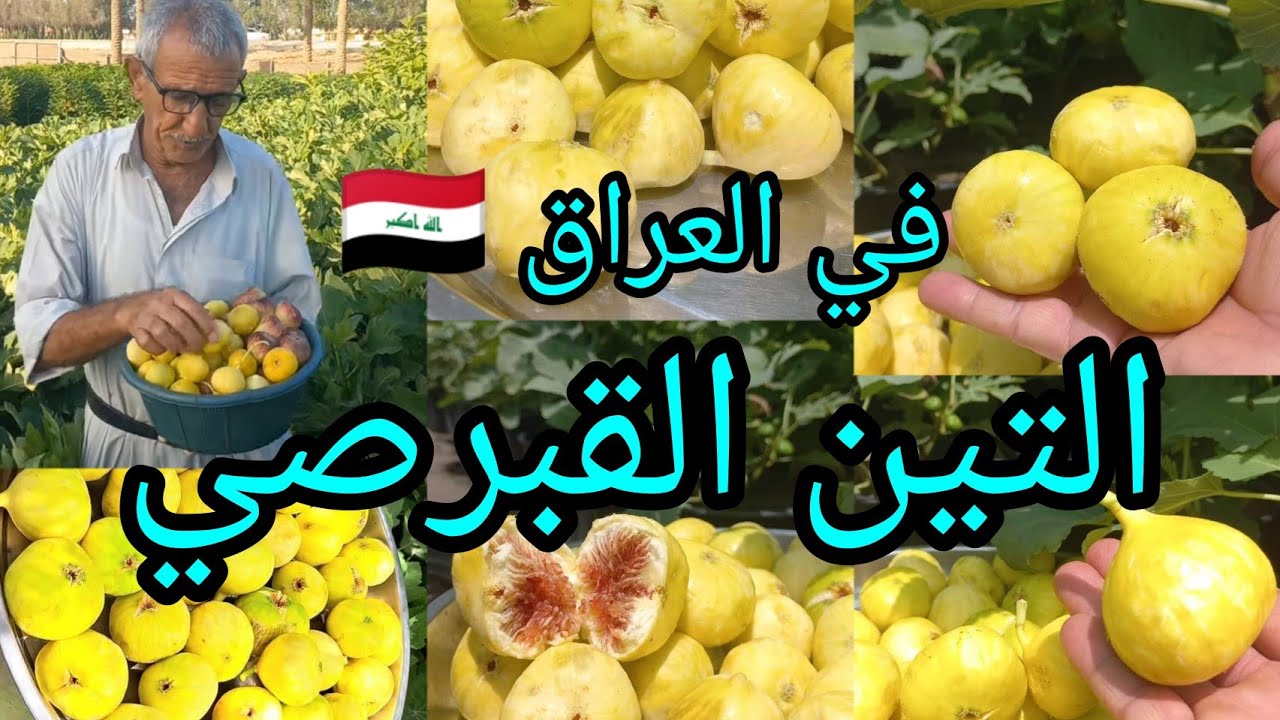 التين القبرصي جاهز للبيع العراق 🇮🇶 بابل من اجود انواع التين بالعالم والطعم عسلي الانتاج حتى بالشتاء