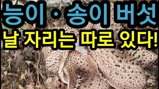 송이ㆍ능이 버섯 쉽게 찾는 방법 How to Find Wild Mushrooms