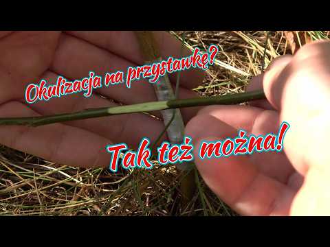 Okulizacja Chip Budding LATEM
