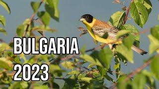 Bird Photography in Bulgaria (Photos &amp; Footage), June 2023 Tour