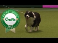 Pastoral Group Judging and Presentation | Crufts 2017