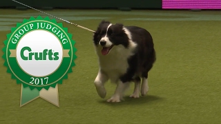 Pastoral Group Judging and Presentation | Crufts 2017