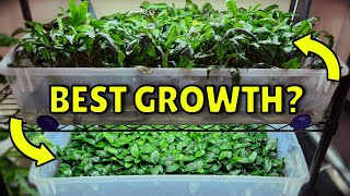 Best way to grow Anubias and Cryptocoryne | Experiment