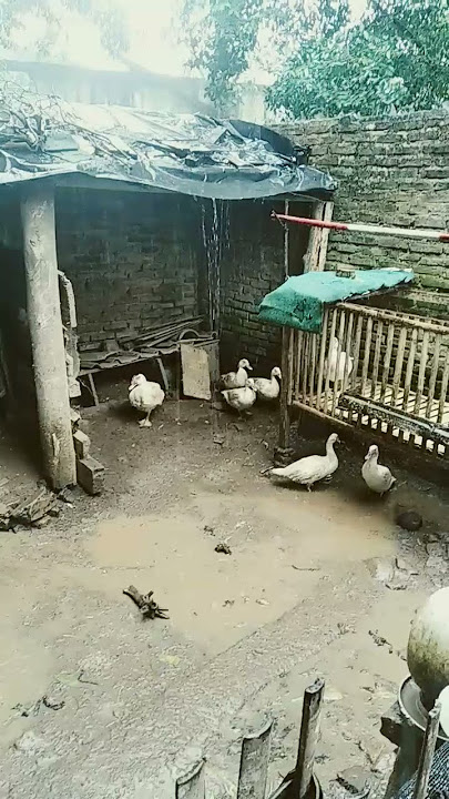 simentok kedinginan kaya yang ngrekam hehe