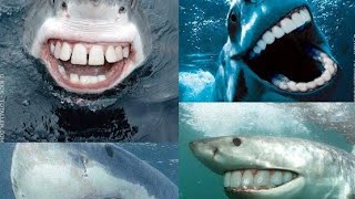 Funny Shark Puppet Tik Tok 2022 - Best the Shark Puppet  Tik Tok video compilation @SharkPuppet