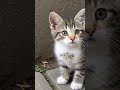 Cute Cat #cat #littlecat #kitten #cute #catvideo #cutecat #shorts #search #shortsfeed #funnycat