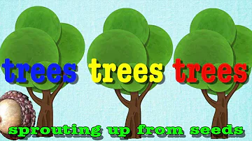 What is considered the trunk of a tree?
